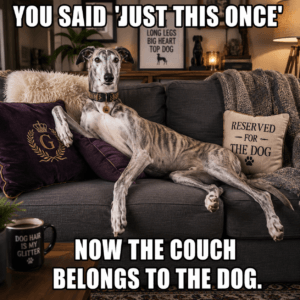 Funny greyhound stretched across the couch like royalty