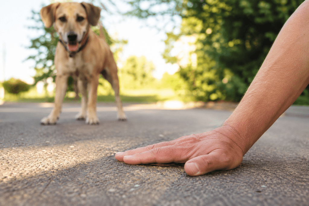 Person testing the pavement with their hand while a dog waits nearby.