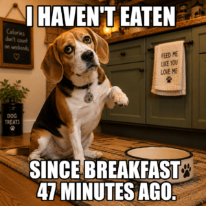 Funny beagle begging for food 47 minutes after breakfast