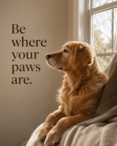 be-where-your-paws-are-dog-mindfulness