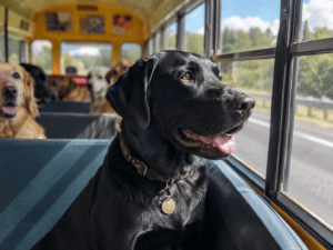 labrador dog riding bus